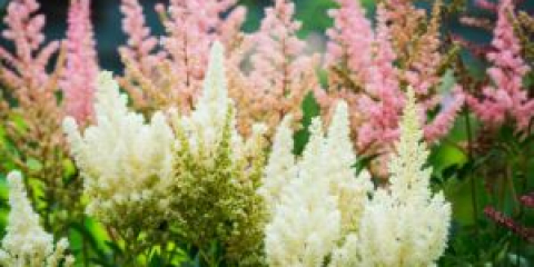 Astilba - přistání a péče v otevřené půdě, pěstování specifičnost